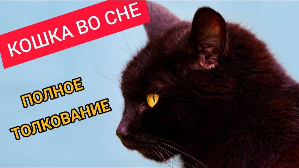 К Чему Снится Кал Женщине: Толкования и Значения