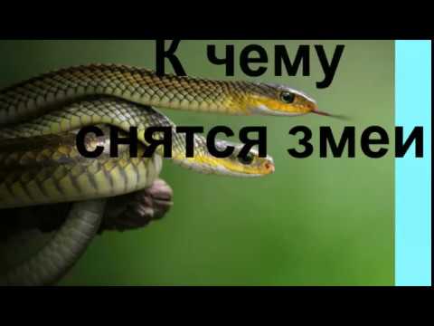 К Чему Снится Змея: Толкование, Символика и Значение в Сонниках