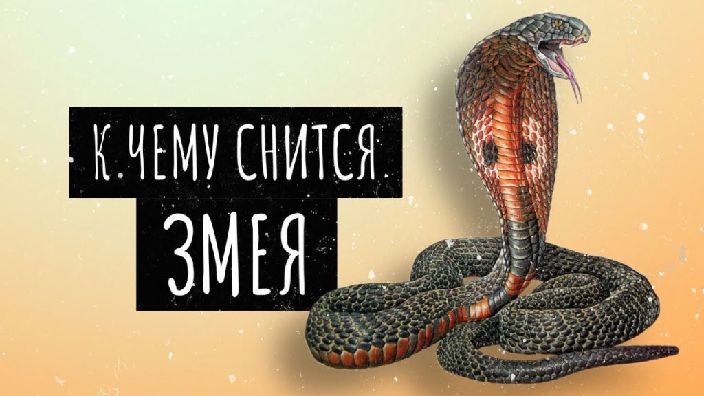 К Чему Снится Змея: Толкование, Символика и Значение в Сонниках