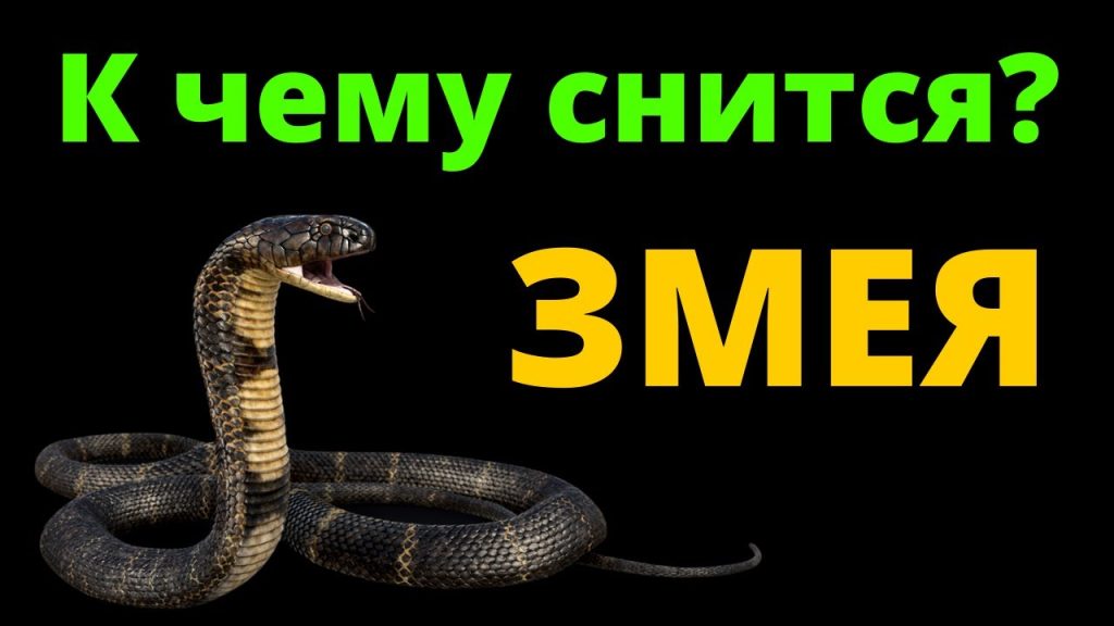 К Чему Снится Змея: Толкование, Символика и Значение в Сонниках